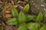 Fivestamen chickweed